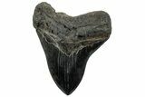 Serrated, Fossil Megalodon Tooth - South Carolina #311876-1